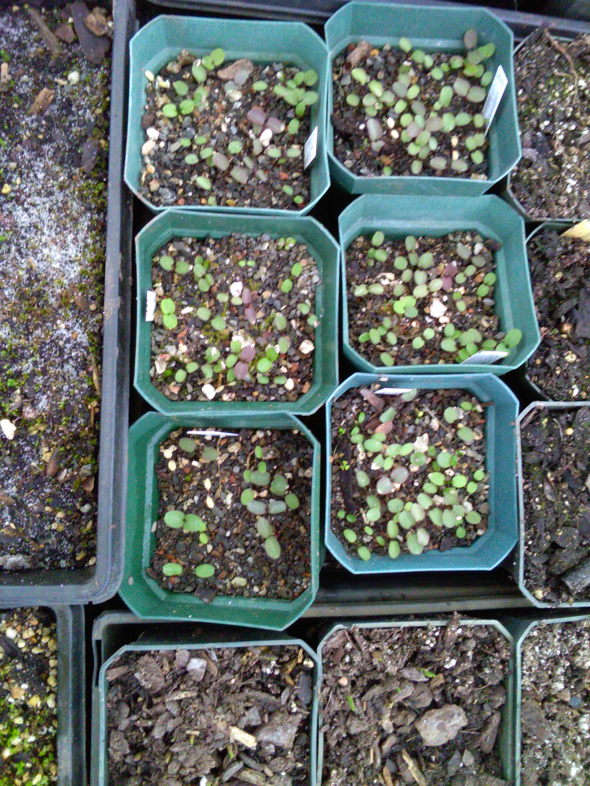 Hepatica seedlings Koko